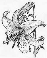 Lily Tiger Coloring Stargazer Lilies Pages Drawing Drawings Flower Lilly Tattoo Outline Flowers Pencil Sketches Line Draw Lillies Floral Sketch sketch template