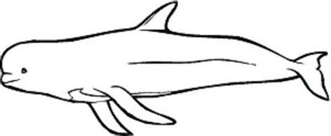 beluga whales coloring pages  coloring pages