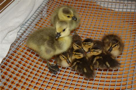 ducklings  goslings safe  spring