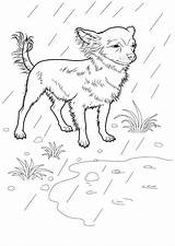 Kolorowanka Chihuahua Coloring Caine Colorat Colorare Kolorowanki Druku Desene Disegni Planse Caini Owczarek Niemiecki Animale Domestice Pieski Perros Colorkid Pastore sketch template