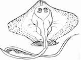 Stingray Coloring Comments Library Clipart Line sketch template