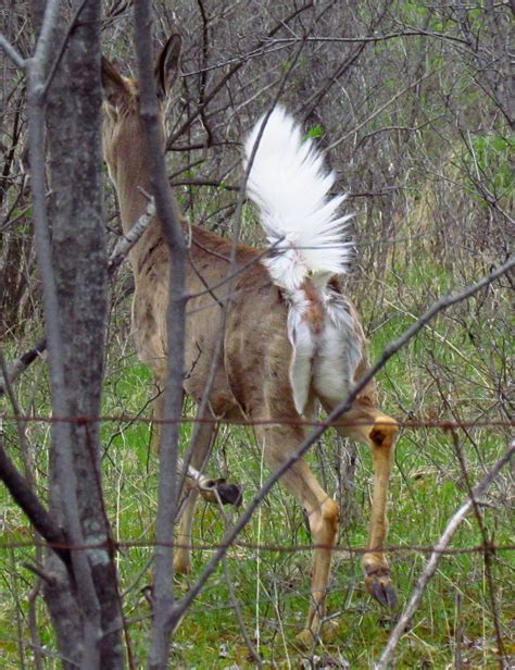 filewhite tailed deer tail upjpg