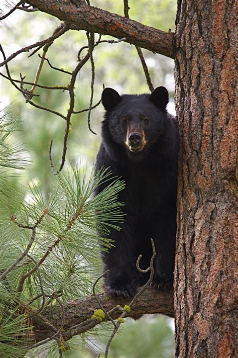 black bear ndow