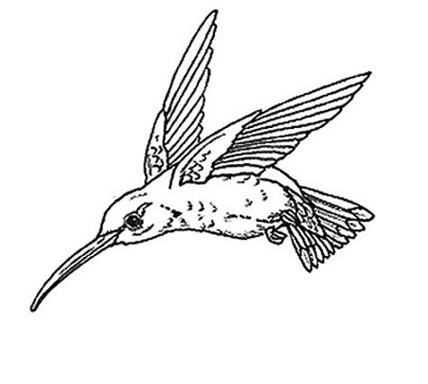 hummingbird coloring pages  printable