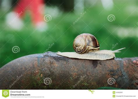 snail walk stock image image  pipe snail background
