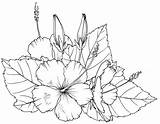 Hibiscus Flower Coloring Pages Flowers Drawing Printable Adult Beccysplace Colouring sketch template
