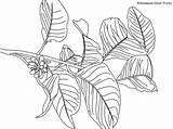 Rainforest Coloring Daintree Ribbonwood Plants Pages Idiot Fruit sketch template