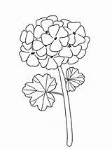 Geranium Pelargonium sketch template