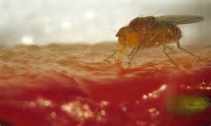 fruit fly diet scientists find insects quickly learn