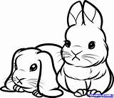 Rabbits Bunnies Dragoart sketch template