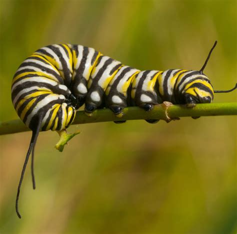 100 epic best picture of a monarch caterpillar cat picture