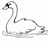 Cigno Cigni Cisne Nadando Swans Relajado Variados Stampare Unico Acqua sketch template