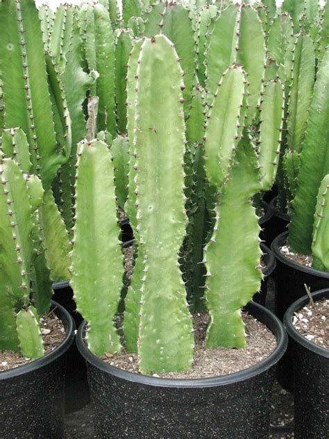 large cactus plants  sale  uk   large cactus plants