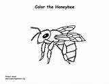 Honeybee sketch template