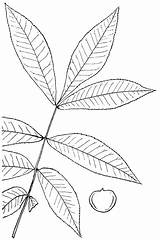 Hickory Clipart Carya Nutt Genus Raf Etc Leaves Outline Leaflets Compound Oval Long Large sketch template