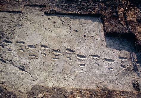 trail  fossilised hominid footprints stock image