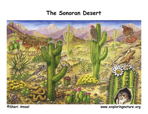 sonoran desert plants  animals