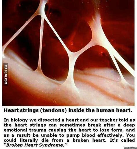 can a broken heart kill you siowfa15 science in our world