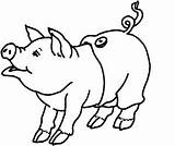 Pig sketch template