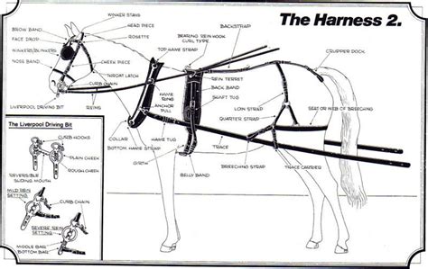 horse harness parts diagram yahoo rezultaty poiska kartinok    tyazhelovozy upryazhka