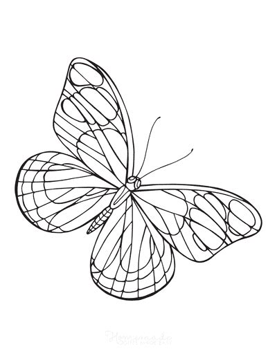 coloring pages  adults butterfly butterfly coloring pages