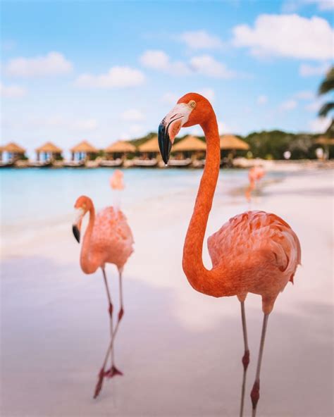 flamingo beach aruba     ticket