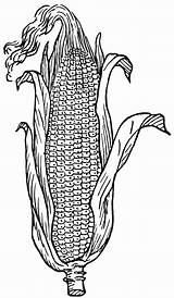 Corn Coloring Pages sketch template