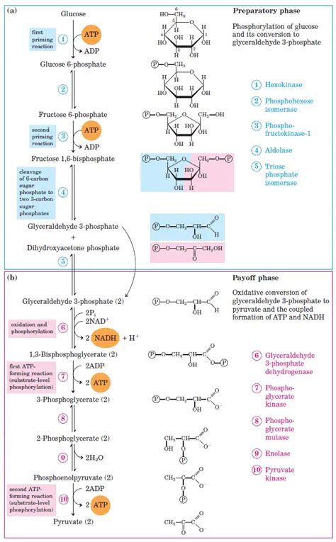 glycolysis  steps  diagram enzymes products energy yield
