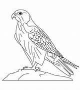 Falcon صقر Hawk Bird Sakr Saad sketch template