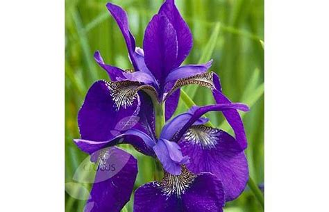 The Many Colours Of The Iris