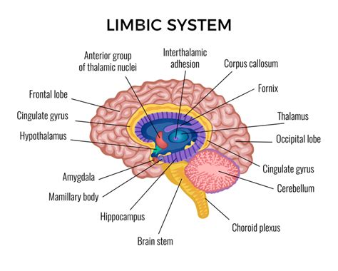 sistem limbik pengertian bagian fungsi letak apayangd vrogueco