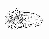 Lotus Coloring Flower Coloringcrew Flowers sketch template
