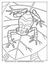 Crawly Creepers Dart Frosch Bookone Frogs Coloringhome Depuis sketch template