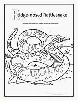 Coloring Rattlesnake Pages Snake Ridge Grand Canyon Rattle Nosed Rattlesnakes Tattletail Tattle Tale Diamondback Color Colouring Rug Drawing Print Kids sketch template