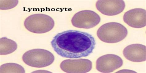 lymphocyte assignment point