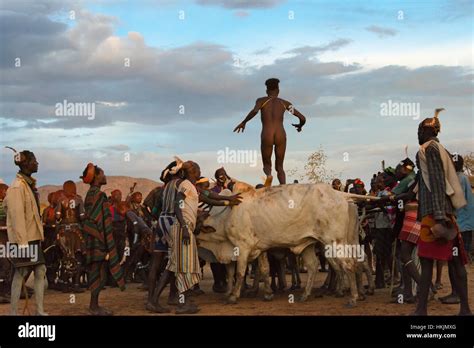 Hamar Tribe Peoples Cattle Jumping A Ceremonial Event Celebrating A