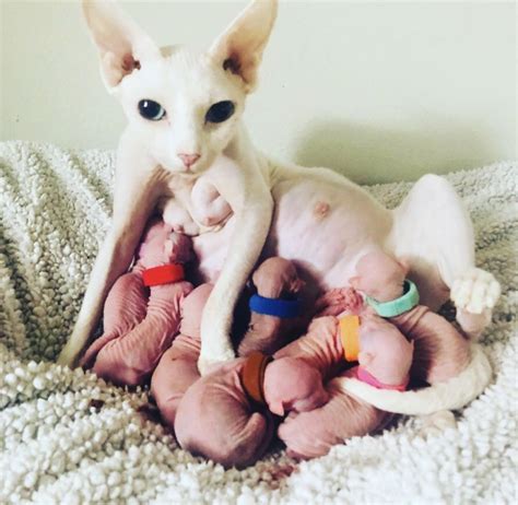 sphynx cats  sale puyallup wa  petzlover