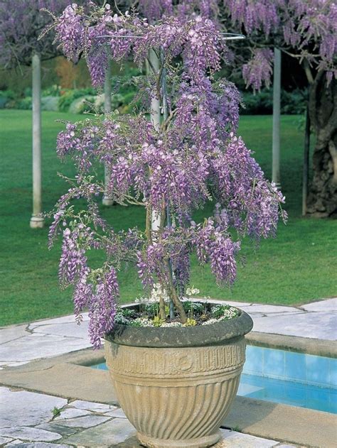grow wisteria   pot  wisteria plant large garden