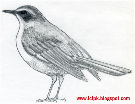 bird pencil drawing httpicipkblogspotcom