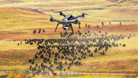 drones  livestock management herding cattle livestock cattle farming