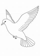 Pigeons sketch template