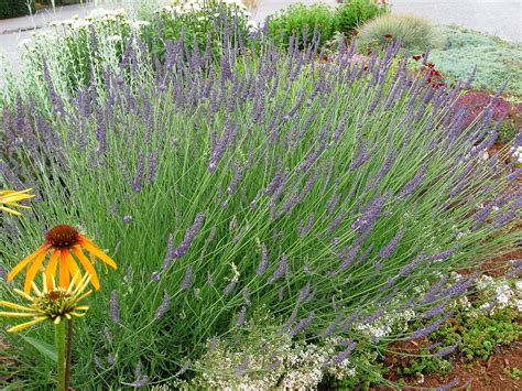 lavandula  intermedia phenomenal lavender plantshome