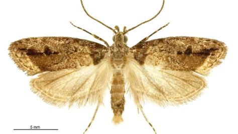 Elusive Native Moth Re Discovered After 30 Years Stuff
