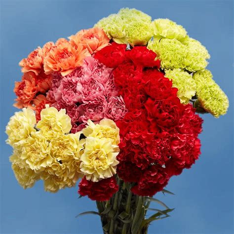 globalrose fresh beautiful color carnations  stems carnations assorted   home depot