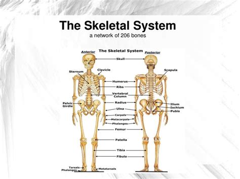 skeletal system  network   bones powerpoint  id