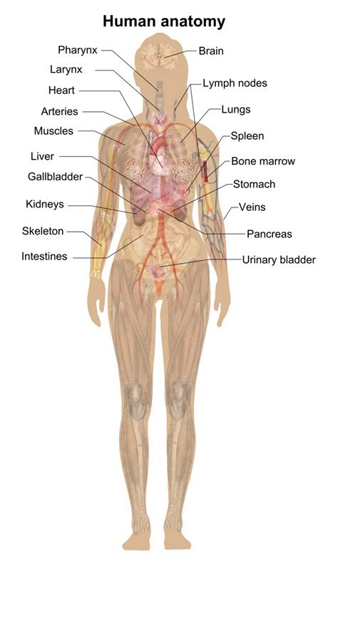 Female Body Diagram Diagram Of Female Parts Body Anatomy Organs