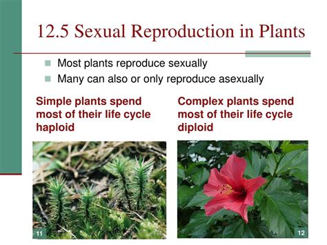 ppt chapter 12 reproduction powerpoint presentation