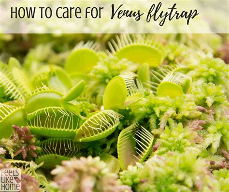 grow  venus fly trap  flytrap plant   elusive plant