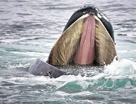 humpback whales bubble net feeding    mesmerizing sight