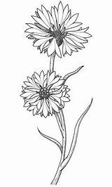 Cornflower Drawing Flower Coloring Tattoo Drawings Flowers Google Cornflowers поиск Draw Floral Designlooter Behance Pages Daisy Blue Sketches Stage Final sketch template
